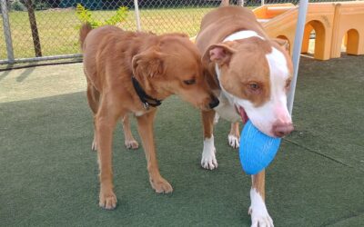 9/23/2025 Squeaky Toys, Towel Roll Up :)