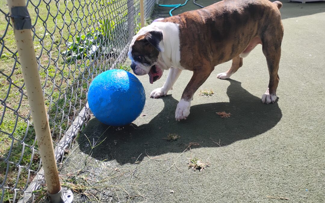 9/26/2025 Indestructiball! :)
