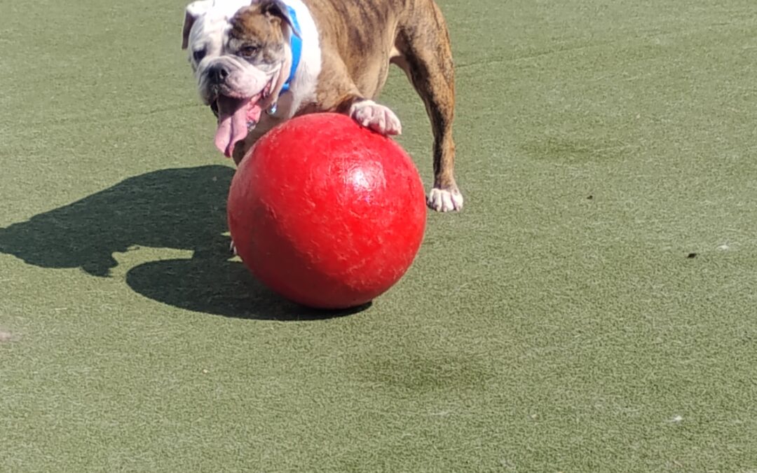 9-27-25 Rope Toys, Lickimats, + Puzzle Bowls! :)