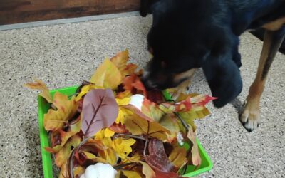 10/1/2025 Pumpkin Pup Cup, Football Play, and Fall Leaf Snuffle & Find! :)