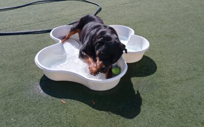 10/2/2025 Pumpkin Pup Cup, Football Play, & Fall Leaf Snuffle & Find! :)