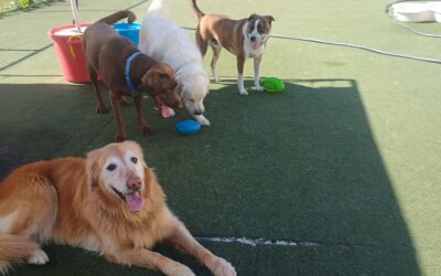 10/3/2025 Pumpkin Pup Cup, Fall Leaf Snuffle and Find, Football Play! :)