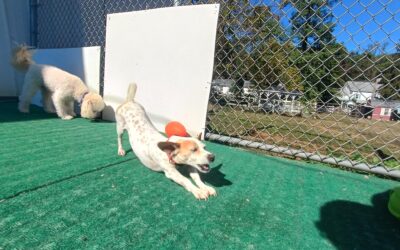 10/4/25 – Pumpkin Pup Cup, Football Play, Fall Leaf Snuffle & Find! :)