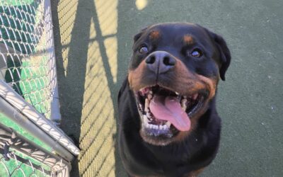 10/5/2025 – Pumpkin Pup Cup, Football Play, Fall Leaf Snuffle & Find! 🙂