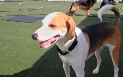 10/8/25 Barkacademy, Pumpkin Lickmat, Fall Squeaky Toys, and Bobbing for Apple Slices! :)