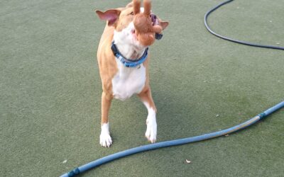 10/10/2025 Pumpkin Lickmat, Bobbing for apples, Fall squeaky toys! :)