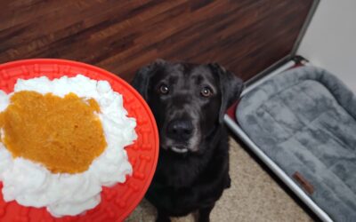 10/12/2025 Activities – Pumpkin Lickmat, Fall Squeaky Toys, and Bobbing For Apple Slices!
