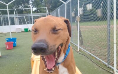 10/14/25 Barkacademy & Other Activities!