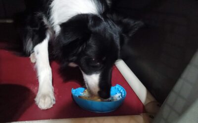 10/15/25 Apple & Yogurt Lickbowl, Football Play! :)