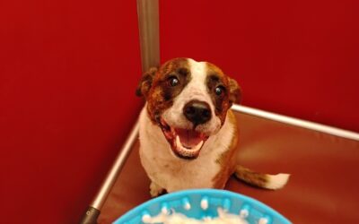 10/16/25 Apple & Yogurt Lickmat and Football Play!