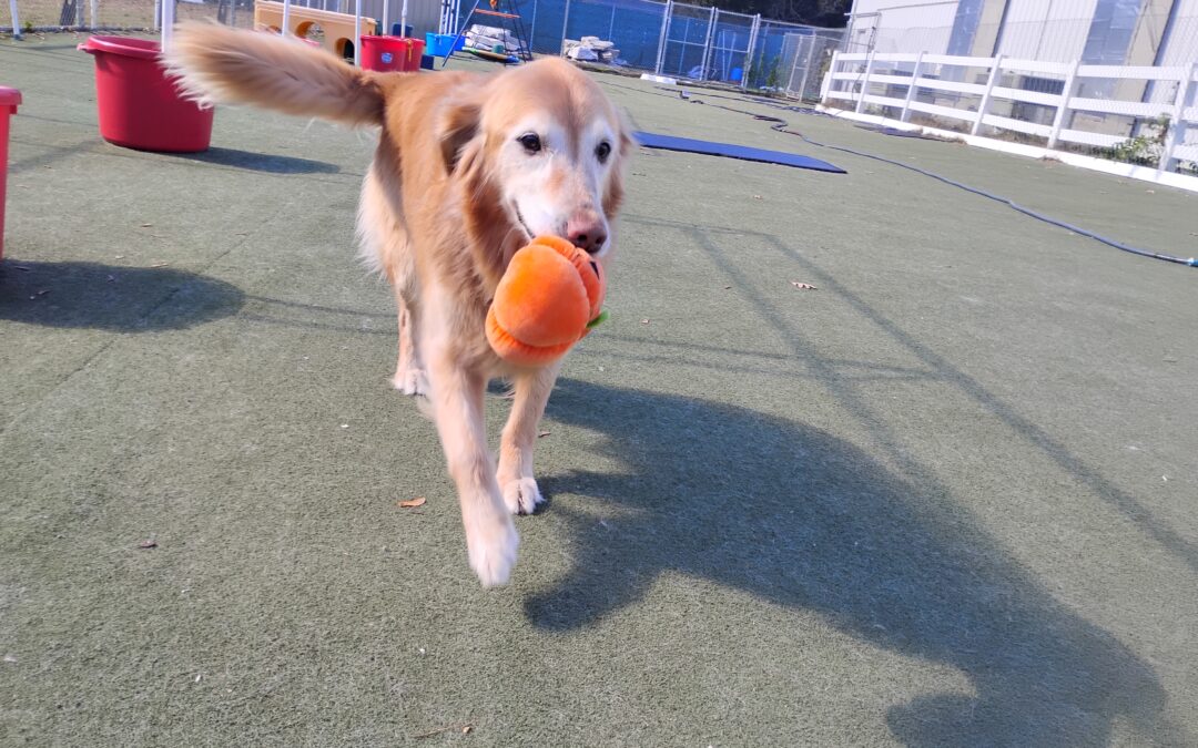 10/22/2025 Pumpkin treat bone, Sooky Scent Space & Squeaky Toys! :)
