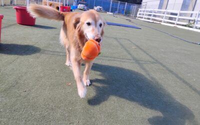 10/22/2025 Pumpkin treat bone, Sooky Scent Space & Squeaky Toys! :)