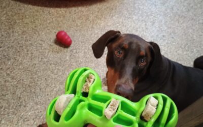 10/23/2025 Pumpkin Treat Bone, Squeaky toy Playtime! :)