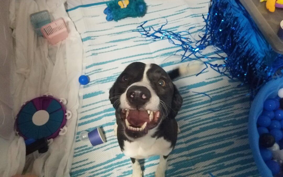 11/26/2025 Thanksgiving squeaky toys, Turkey Lickmat, Find the Turkey Ball Pit! :)