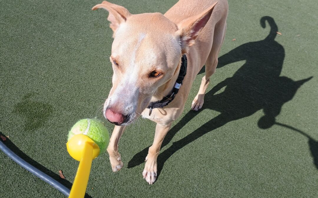 11-1-25 Afternoon Activities! :)