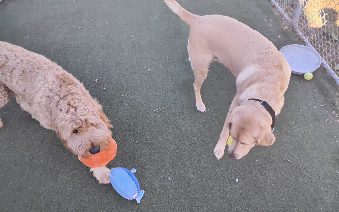 11/04/2025 Activities! :)