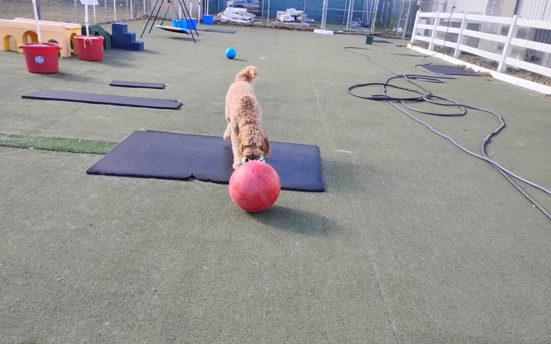 11/6/2025 Lickmat, Spin the Bottle, Indestructiball! :