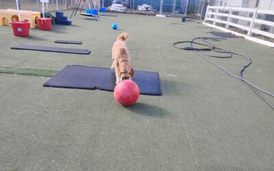 11/6/2025 Lickmat, Spin the Bottle, Indestructiball! :