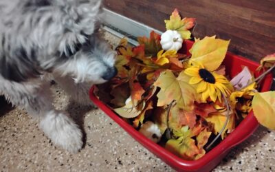 Activities :)11.08.25