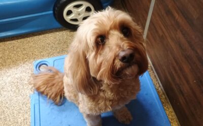 Activities 11.13.25 :)