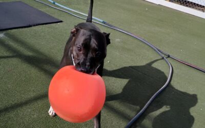 11/17/2025 Indestructiball, Lickmat, Spin the Bottle! :)