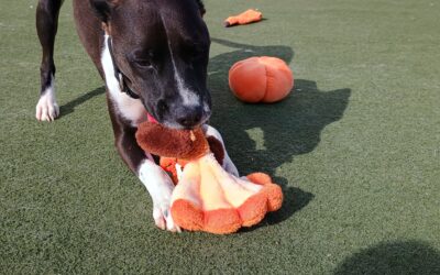 Stuffed Turkey & Football Play, Turkey Dinner Lickmat & Thanksgiving Story Cuddle Time 11.20.25 :)