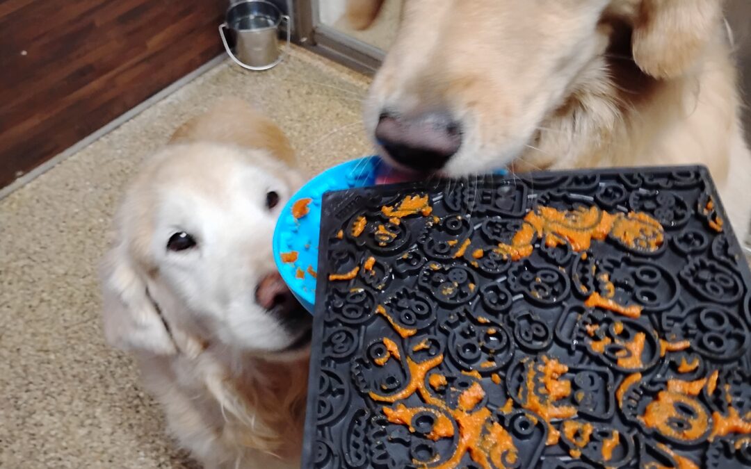 Thanksgiving Squeaky Toys, Pumpkin Lickbowl, and Muffin Tin Game Activities :) 11.27.25