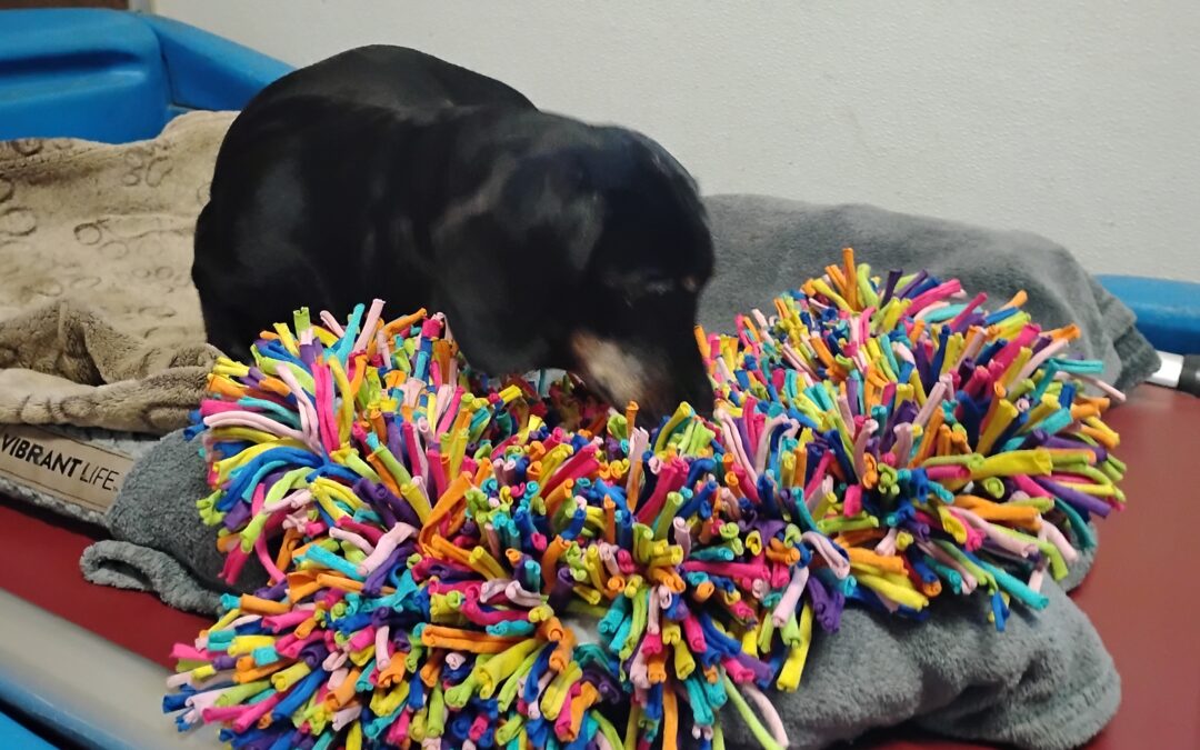 11-28-25 Tennis Fetch, Snufflemat, + Sniff Spot! :)