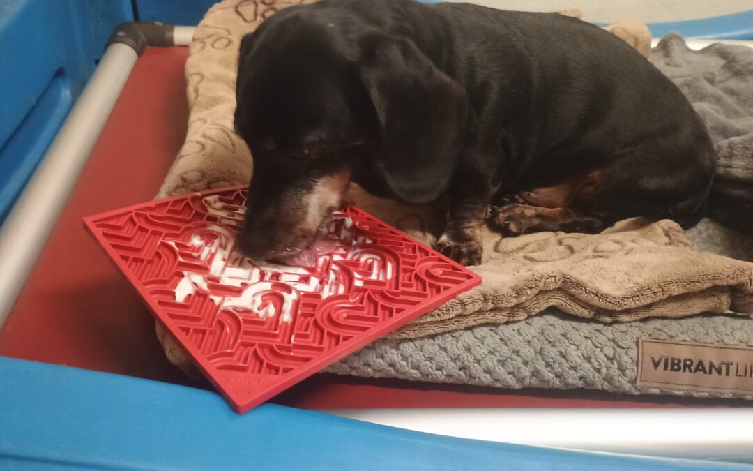 11.30.25 Activities – Football, Lickimat, and Give Paw :)