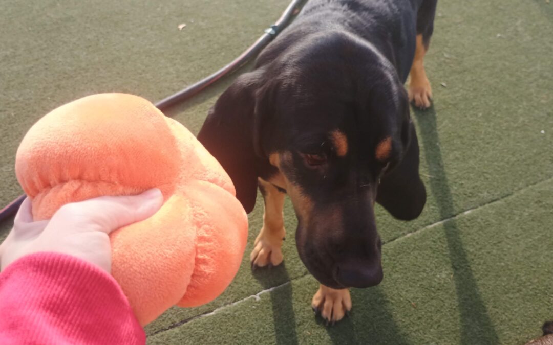 Squeaky Toys, Lickmat, Shell Game :) 12.07.25 Activities