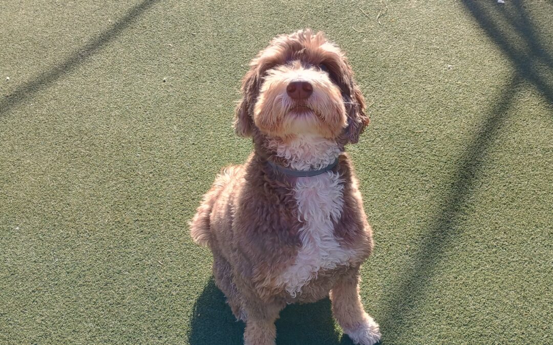 12-12-25 Frisbees, Snake Stuffers, Fetch Recall/Release! :)