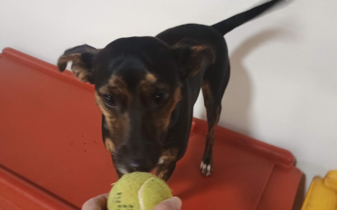 12-14-2025 Tennis ball playtime! :)
