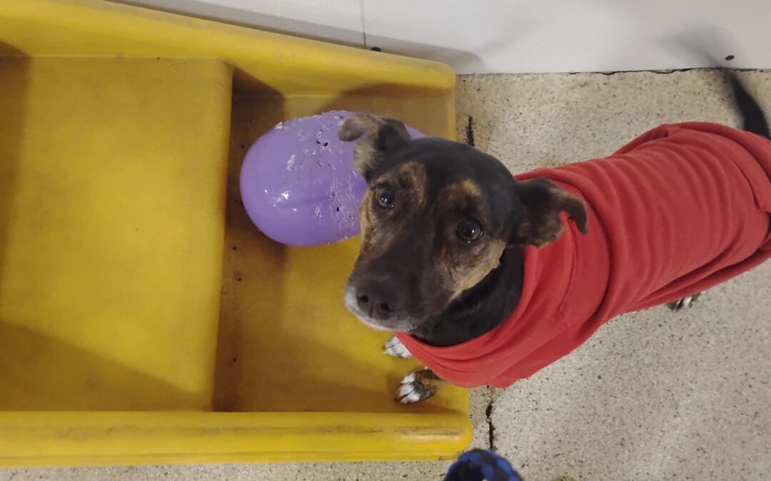 12/15/2025 Indestructiball, No pull on leash , Ball pit, Elf ! :)