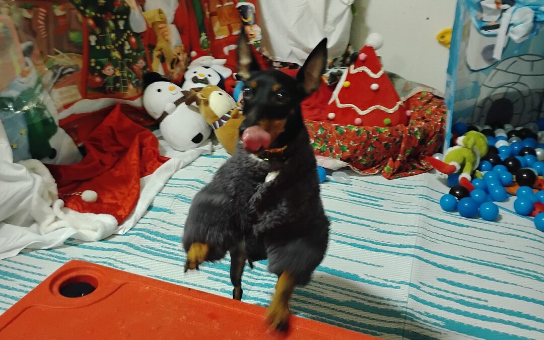 12/16/25 Squeaky Toys, Scatter Treats, Paws Up :)