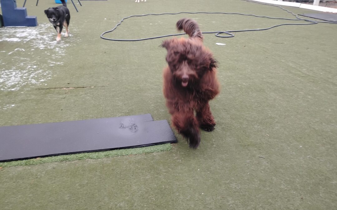 12/23/25 Rope Toys, Lickmat, find Santa in the Ball Pit :)