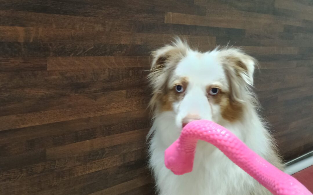 12.24.25 Activities – Frisbees, Snake Stuffer, & Hop Through The Weave :)