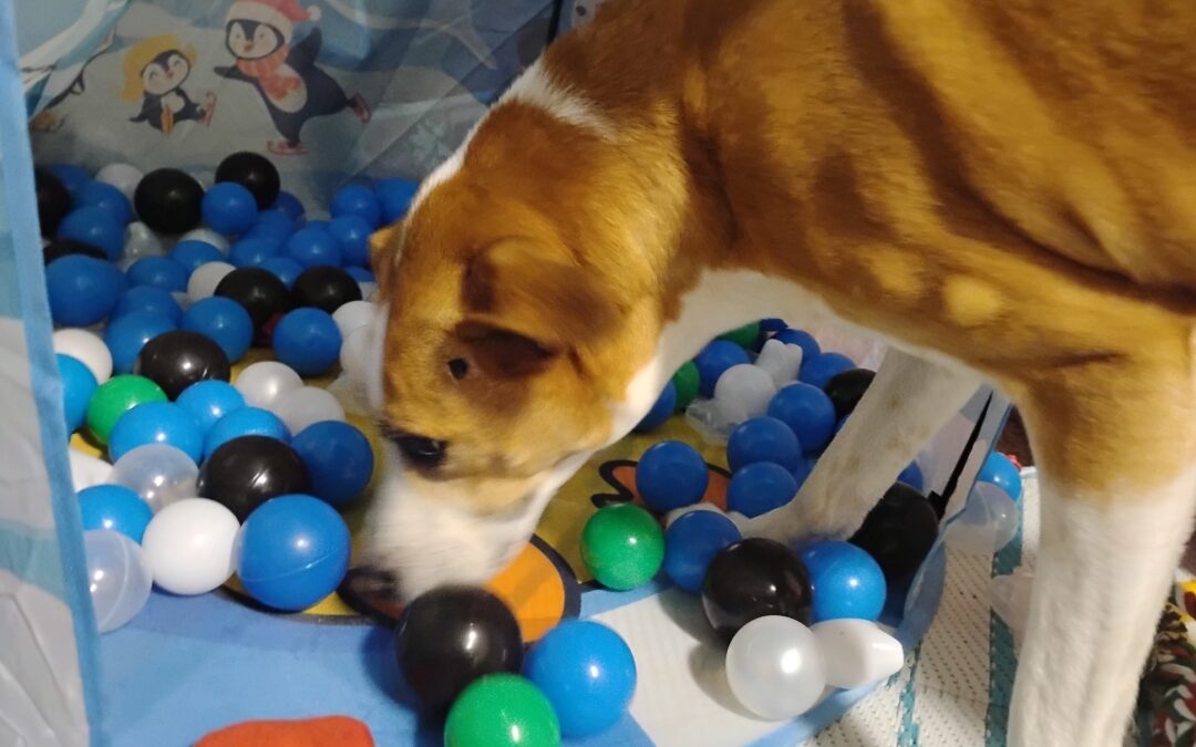 12/27/25 Indestructiball, Kong Wobbler, Cavalettis! :)