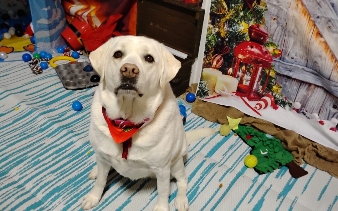 Cake Toss, Birthday Cookie Snuffle & Open a Present Activities 12.29.25