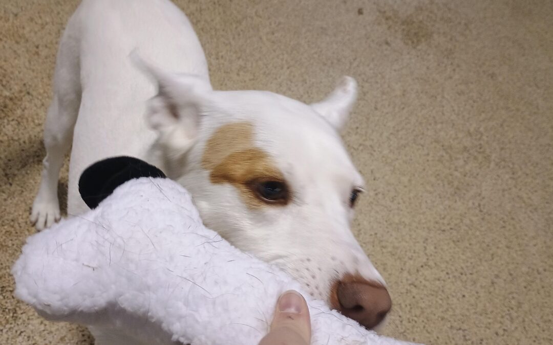 Activities! :) 12.31.25 – New Years Squeakies, Megalast Bone, Jump Into The New Year