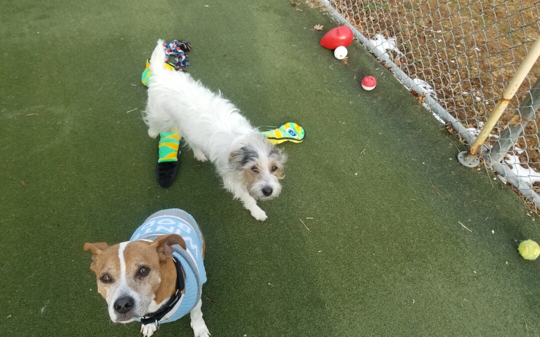 1-6-26 Rope Toys, Puzzle Bowl, Wobble Board! :)