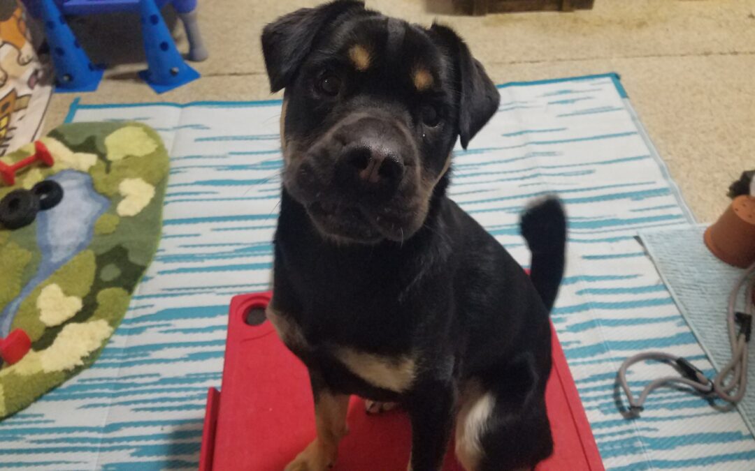 Chuck it, Kong Wobbler & Spin on Klimb Activities 01.18.25