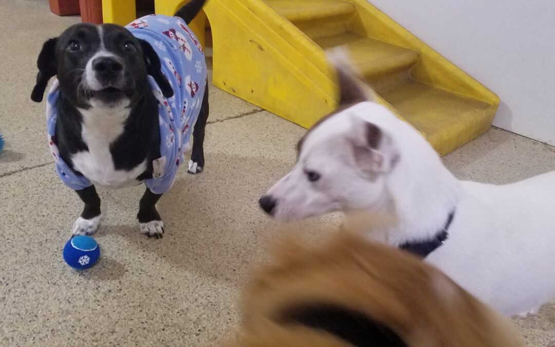 1_28_26 Playtime :-)