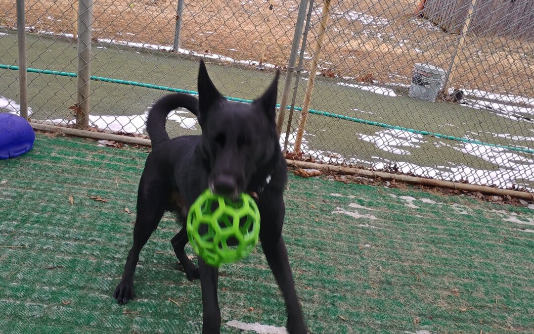 1-5-26 Jolly Ball Tug , Megalast bone, Flirst Pole :)