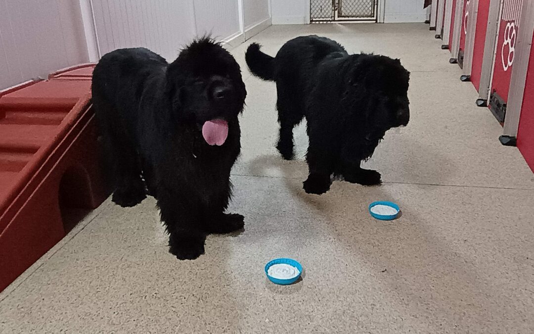 Squeaky Toys, Lickmat, and Paws Up Activities :) 01.07.26