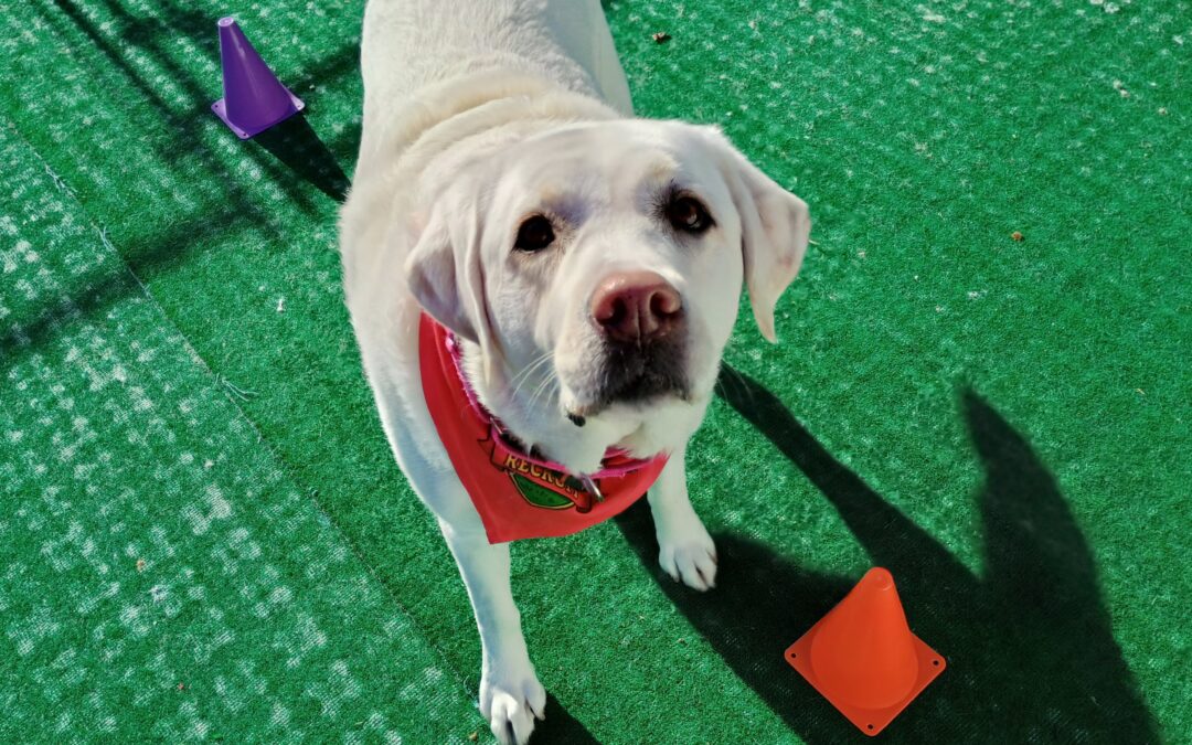 1/8/26 Jolly Egg, Scatter Treats, Weave Cones :)