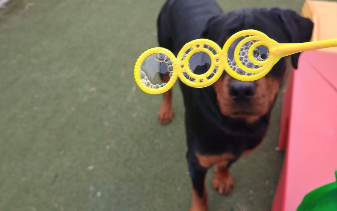 1_9_26 Bubble Play + Shell Game Pics :-)