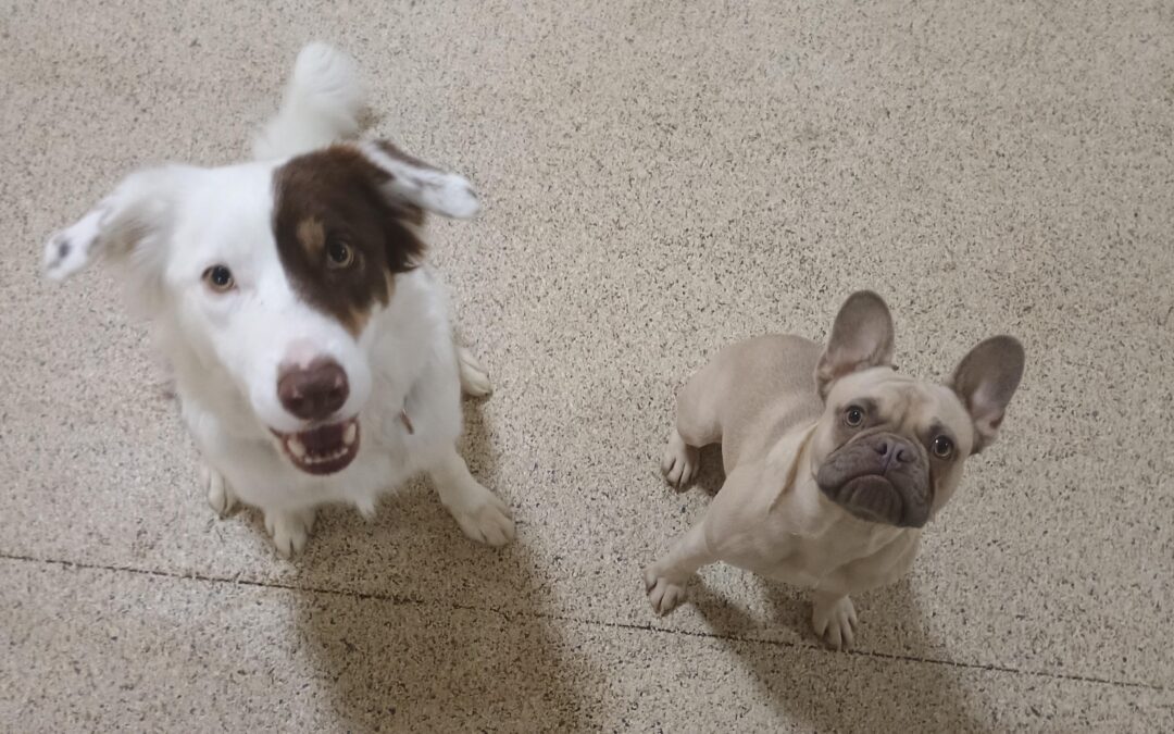 1_10_26 Chuck It Play :-0