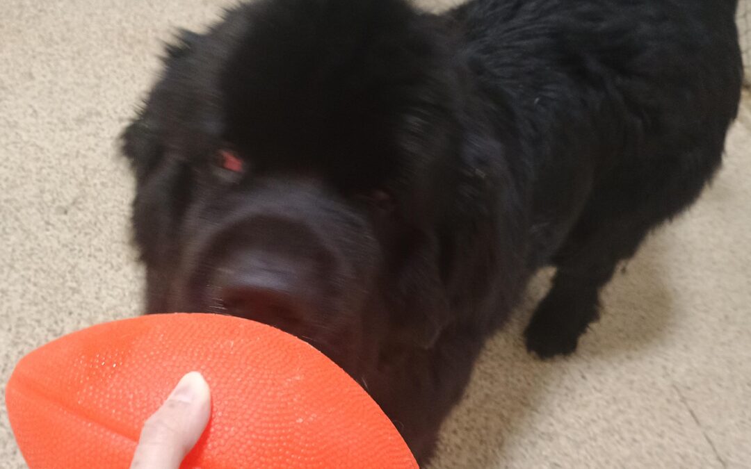 1/11/26 football play :)