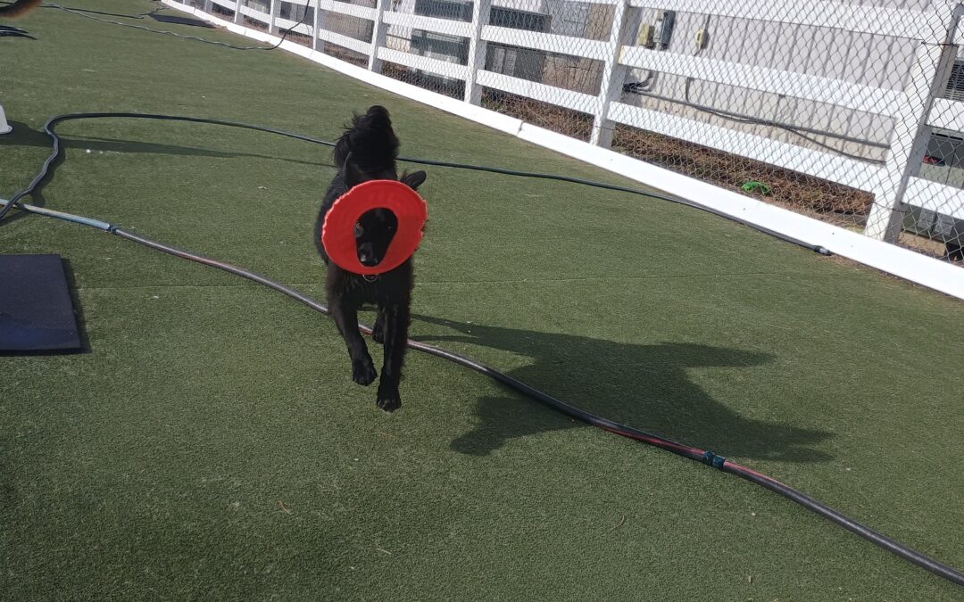 01_12_26 Frisbee Play :-)