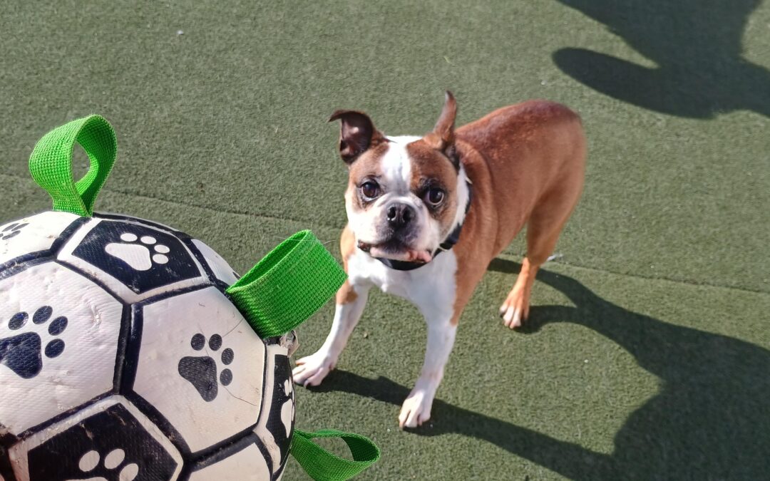 1/13/26 Barkacademy & More :)